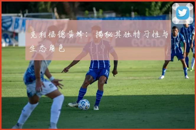 克利福德黄蜂：揭秘其独特习性与生态角色